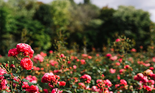 Rose Garden